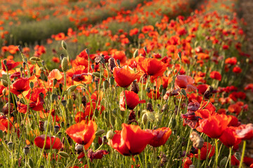 Poppy field in France, Provence in summer time. - 569533897