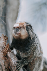 Ein kleiner Schwarzpinselaffe auf einer Palme. Ein typischer kleiner Affe auf der Insel Florianopolis. Grau braune Farbe Affe 4