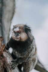 Ein kleiner Schwarzpinselaffe auf einer Palme. Ein typischer kleiner Affe auf der Insel Florianopolis. Grau braune Farbe Affe 5