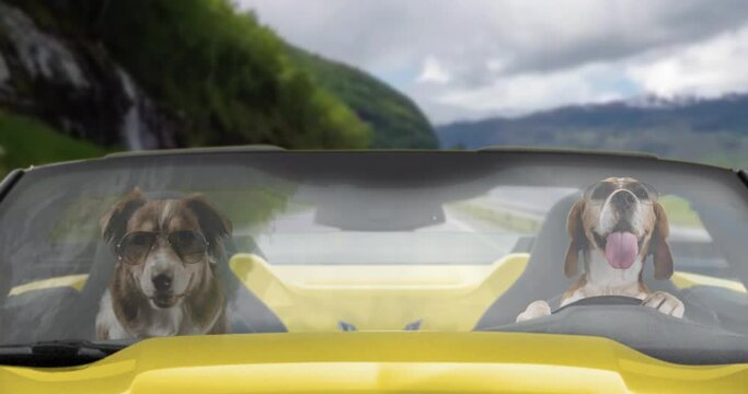 Two funny dogs driving fast in a yellow Corvette on a mountain road with sunglasses