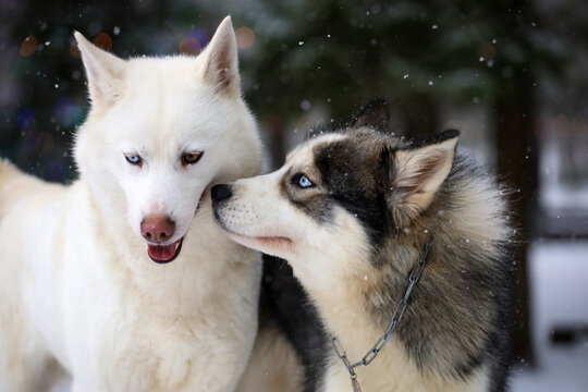 Friends, siberian husky and puppy sit side by side close-up portrait