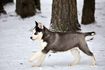 Cute siberian husky puppy playing the snow winter