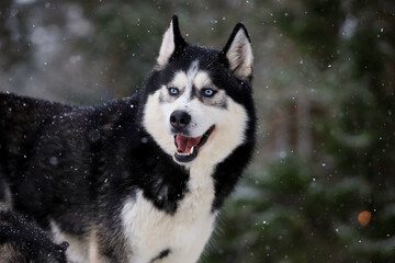 Siberian Husky dog black and white colour with blue eyes winter. 