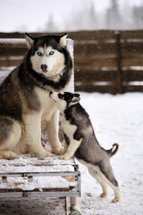 Siberian husky dog is playing with husky puppy . Two siberian husky are playing with each other in the park. 