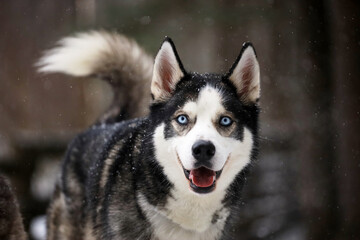 Siberian Husky dog black and white colour with blue eyes winter.  - Powered by Adobe