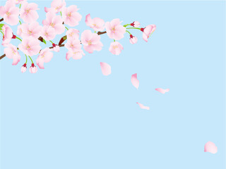 桜のイメージイラスト © mako yamanaka