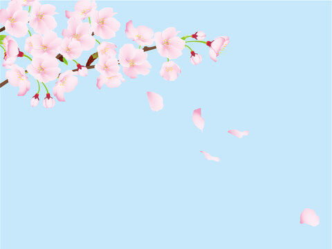 桜のイメージイラスト
