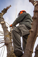 Gardener pruning trees.