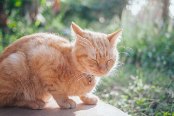 Close-up of a Ginger tabby young cat sleeping and sitting on the concrete floor in the garden with the morning sunlight. orange cat outdoor