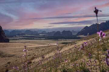 Al Ashar Valley in Alula, Saudi Arabia, morning light with pink skies. Landscape View with purple flowers in the foreground 
