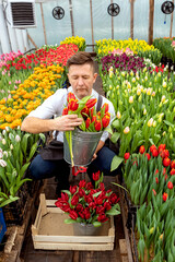 gardening Spring.spring concept.young male florist gardener holding a bouquet of flowers in a greenhouse where tulips are grown