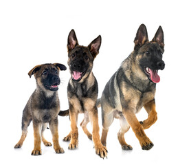 young german shepherds