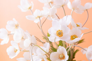 Close up white anemones flowers on colored background