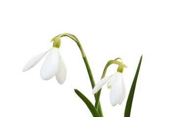 Snowdrop flowers and green leaves isolated on white or transparent background