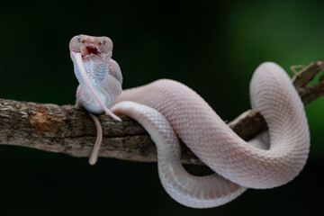 A bright pink mangrove pit viper Trimeresurus purpureomaculatus eating a mouse while hanging on a branch edge with bokeh background 