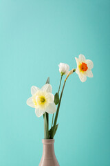 Spring flowers daffodils on mint background