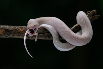A bright pink mangrove pit viper Trimeresurus purpureomaculatus eating a mouse while hanging on a branch edge with black background 