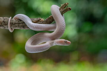 A bright pink mangrove pit viper Trimeresurus purpureomaculatus hanging on a branch edge with coiling position and bokeh background 