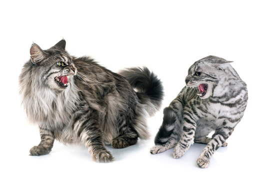 maine coon cat and bengal cat