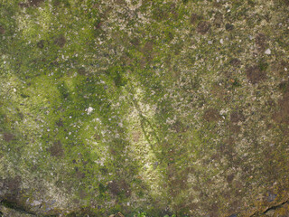 moss on concrete texture background