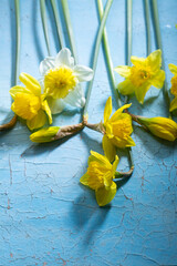 Spring narcissus flowers close up on blue vintage background