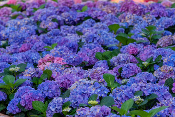 Blooming Hydrangeas flowers