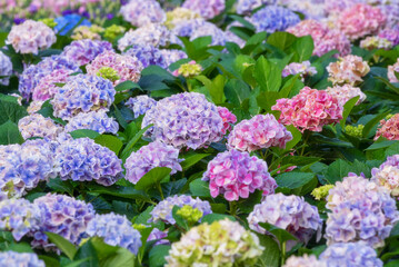 Blooming Hydrangeas flowers