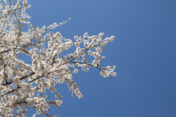 Spring bloom white flowers. Cherry blossom twigs