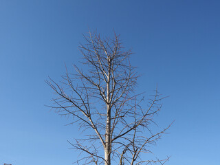 tree trunk over blue sky