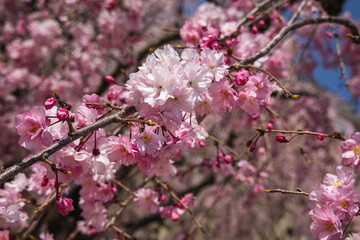 日本の春と桜景色