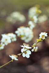 Close up april white blossoms in apple orchard concept photo. Springtime. Front view photography with blurred background. High quality picture for wallpaper, travel blog, magazine, article