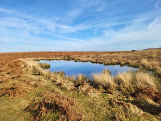 Pond of rainwater on a remote Welsh hillside. Available drinking water for grazing animals.