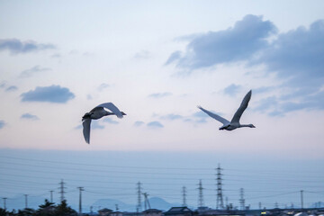 夕焼けに飛ぶ2羽の白鳥