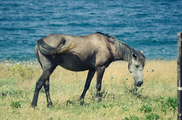 Horse eating grass in the field