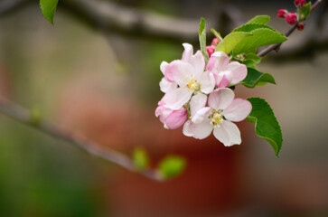 Obraz na płótnie Canvas Pink cherry blossom spring