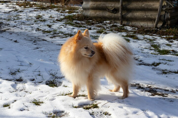 Young pomeranian spitz standing on the snowing road and posing. Winter sunny day. Close up view.