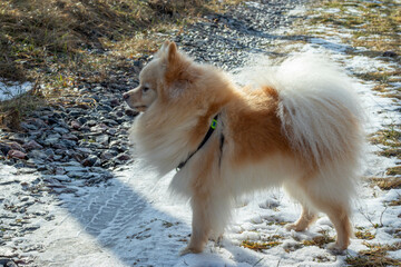 Young pomeranian spitz standing on the snowing road and posing. Winter sunny day. Close up view.