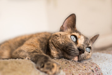 Tierna gatita acostada en cama y mirando hacia arriba