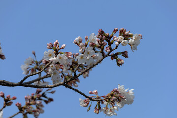 桜と青空