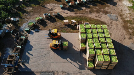 harvest of apples, small loaders, forklift trucks, machines load, put large wooden boxes full of...