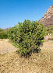 Leyland cypress. Cupressaceae evergreen conifer. It grows fast and is used for hedges.
