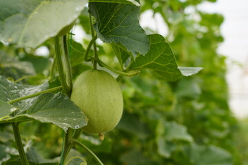 plant about to grow in the field and its fruit. Close-up photo
