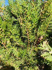 Leyland cypress. Cupressaceae evergreen conifer. It grows fast and is used for hedges.
