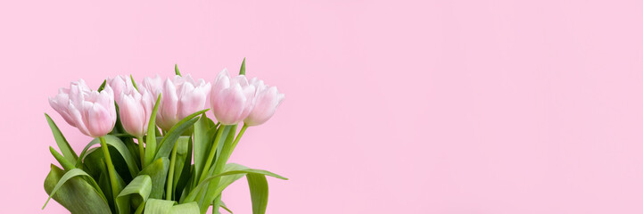 Beautiful delicate bouquet of tulip flowers on pink background banner. Panoramic web header with copy space. Wide screen wallpaper