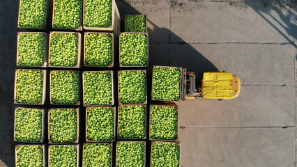 fresh picked apple harvest on farm. small loaders, forklift trucks, machines load, put large wooden...