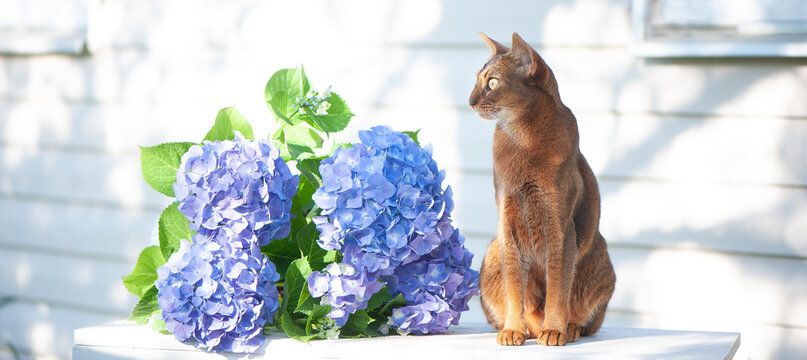 Abyssinian cat, sitting on a terrace with flowers blue hydrangea. High quality advertising stock photo. Pets walking in the summer