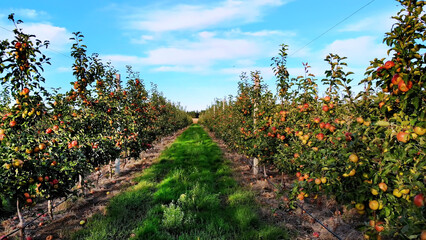 long aisle between rows of apple trees. apple orchard, agricultural enterprise, selection of apples. On small trees, a lot of fruits, red apples grow. Apple harvest, early autumn. aero video