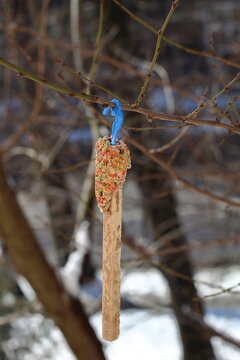Stick with bird food, on a tree branch