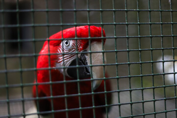 Perroquet rouge 2