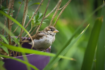 Moineau domestique femelle 1